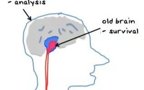 为什么你总是过早止盈离场？生物上的大脑构造让交易者很难成功！