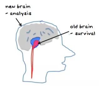 为什么你总是过早止盈离场？生物上的大脑构造让交易者很难成功！