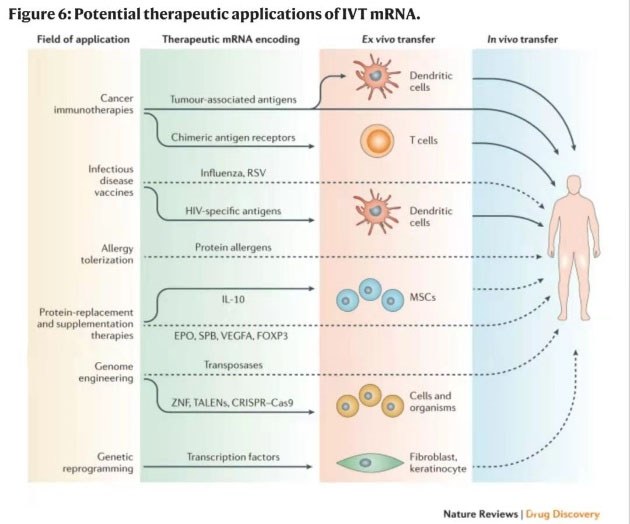 mRNA产业化有多远？荣灿生物专家：核心技术布局是关键
