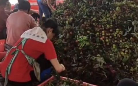 从“一骑红尘”到一键送达，运满满守护今夏荔枝自由