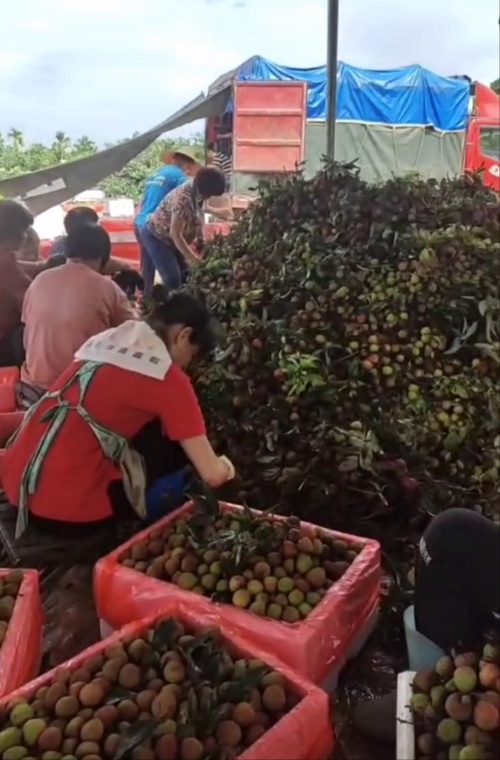 从“一骑红尘”到一键送达，运满满守护今夏荔枝自由