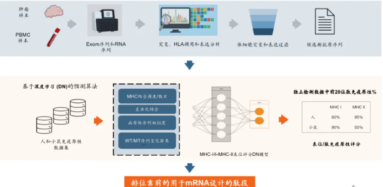 mRNA资产价值重估 云顶新耀AI+mRNA创新药布局：拐点已至