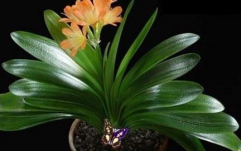 花开富贵 南商所恭贺新春！