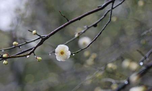立春了，期待2018年外汇行业万物复苏