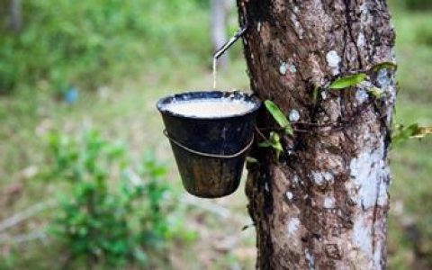 两因素影响橡胶走势 四季度行情有望继续