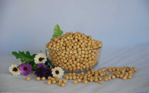 国产豆供应偏紧 国内大豆率先反弹